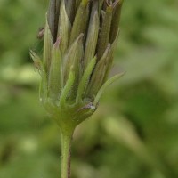 Bidens biternata (Lour.) Merr. & Sherff